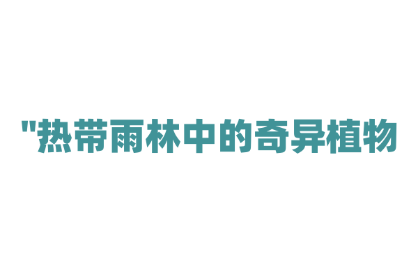 "热带雨林中的奇异植物——龙血树"